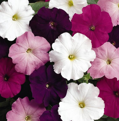 Petunia - Madness Royal (6 Pack Regular)