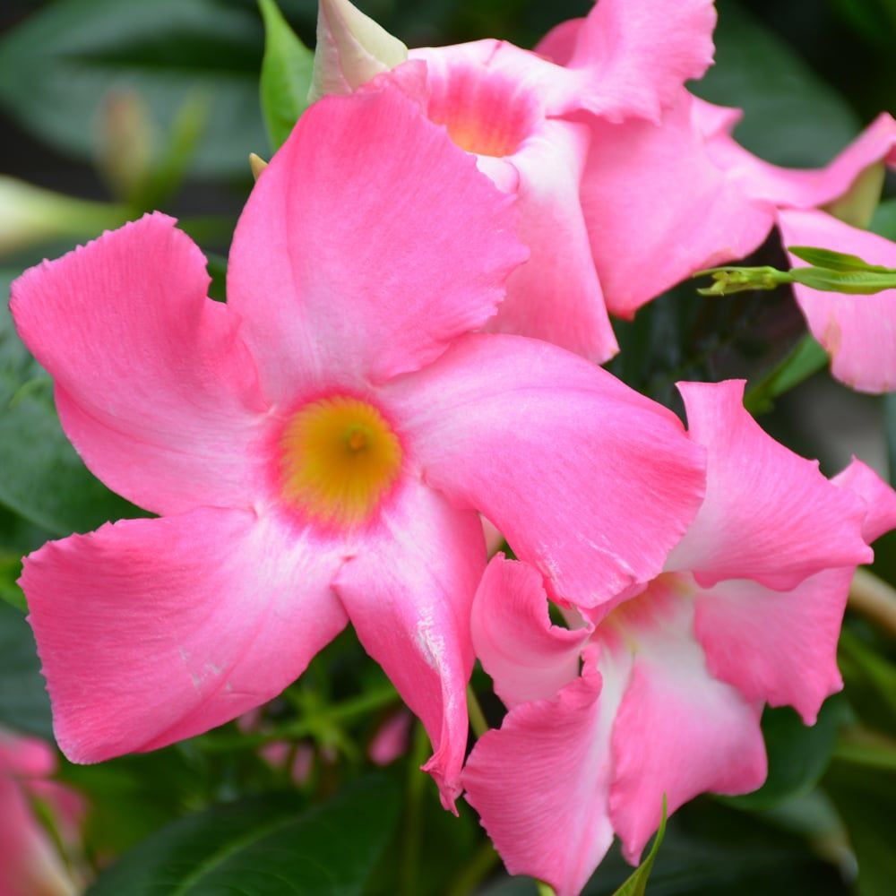 Mandevilla - Sun Parasel Pink