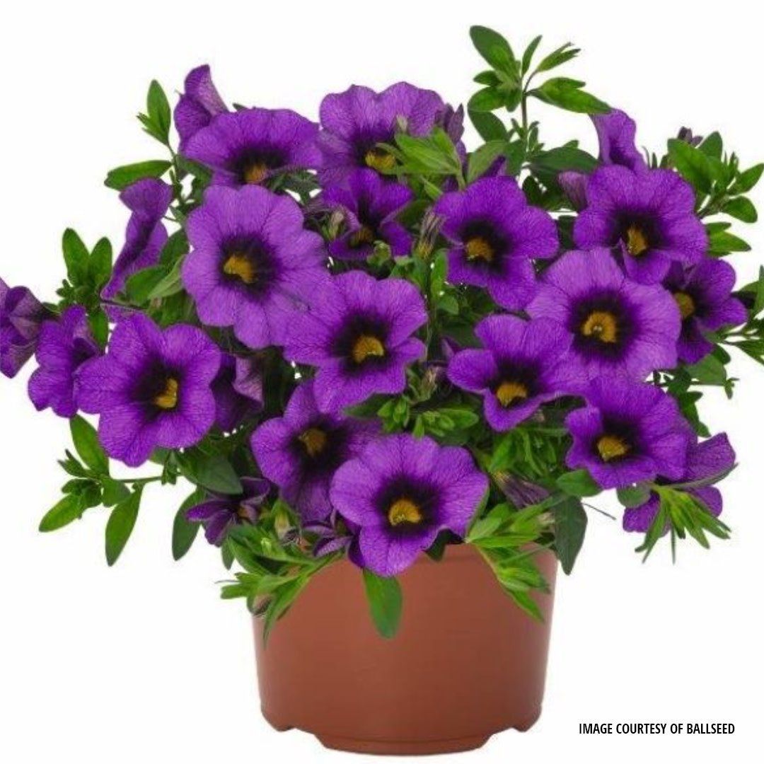 Calibrachoa - Bloomtastic Purple