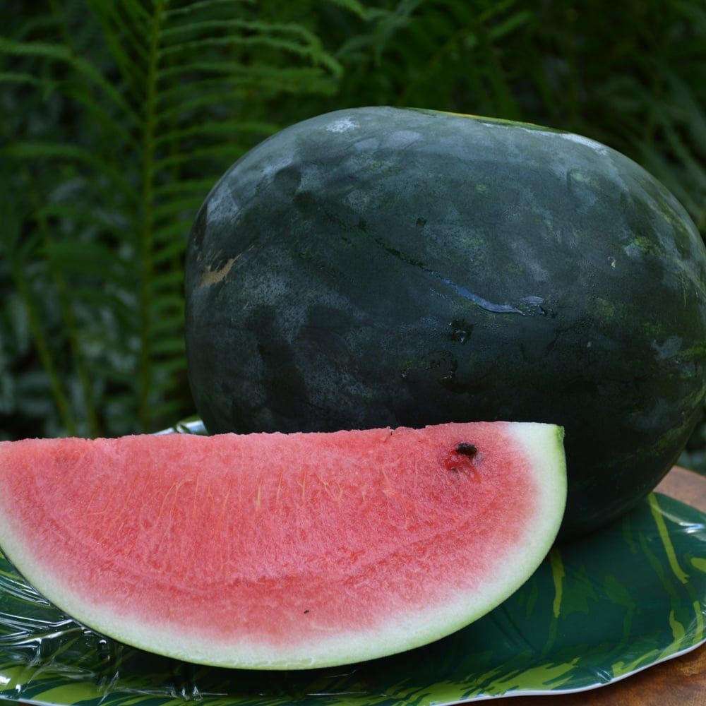 Watermelon - Sugar Baby