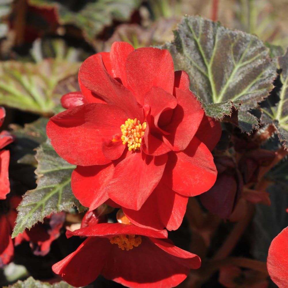 Begonia - Nonstop Mocca Deep Red