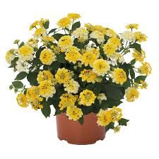 Lantana - Havana Sunshine