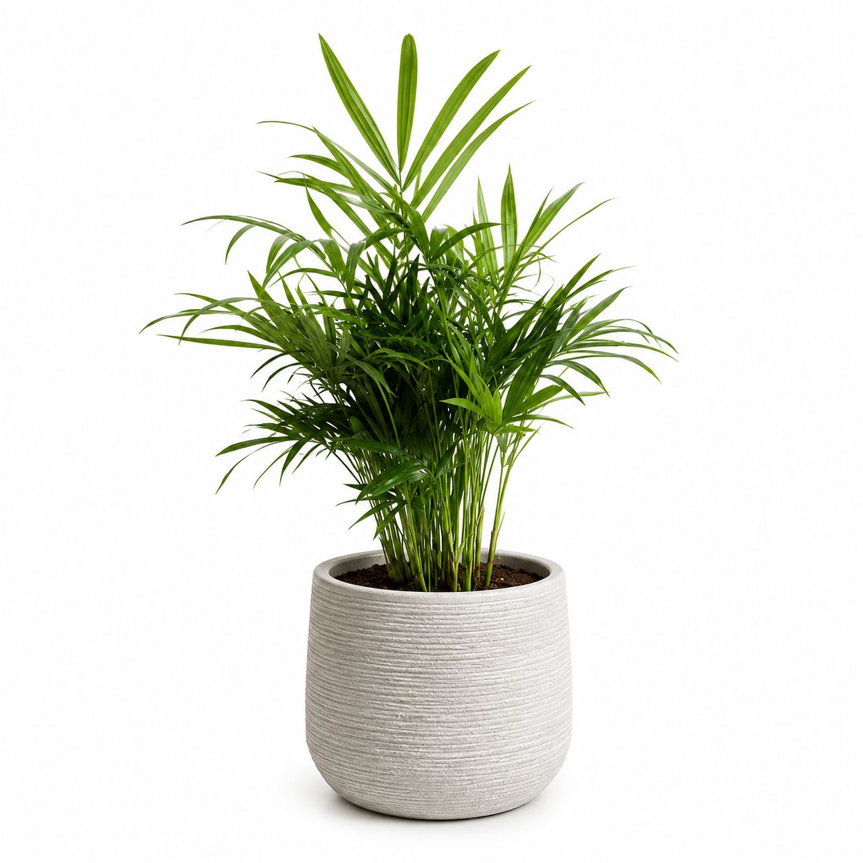 Neanthe Bella Palm - 6"