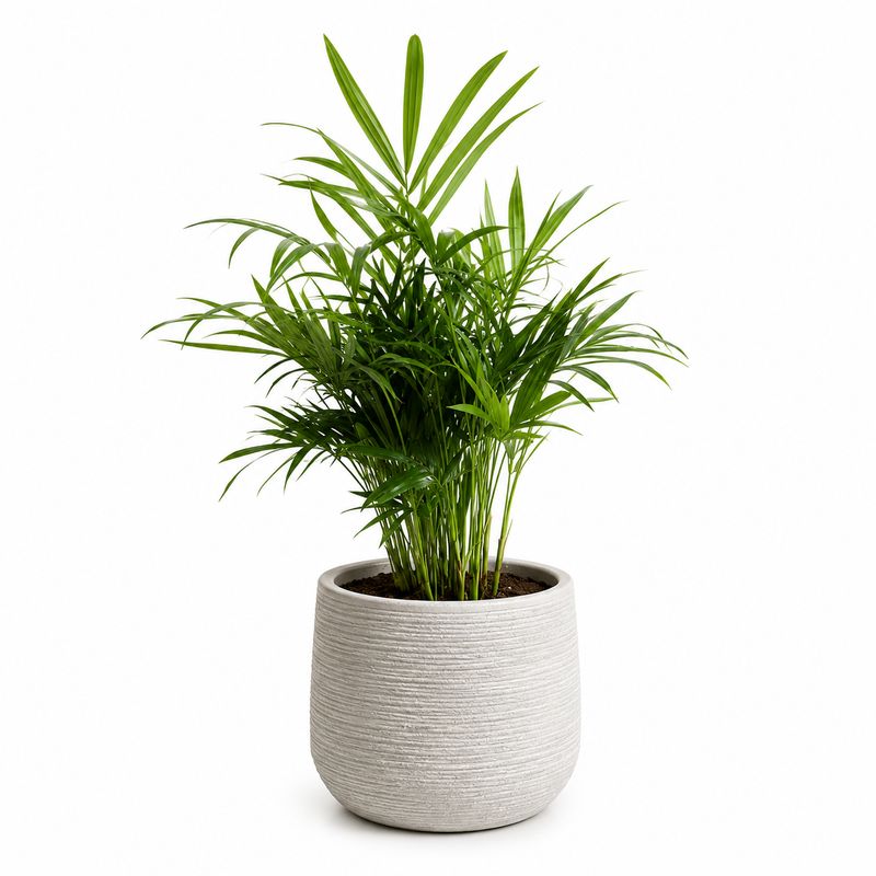 Neanthe Bella Palm - 6"