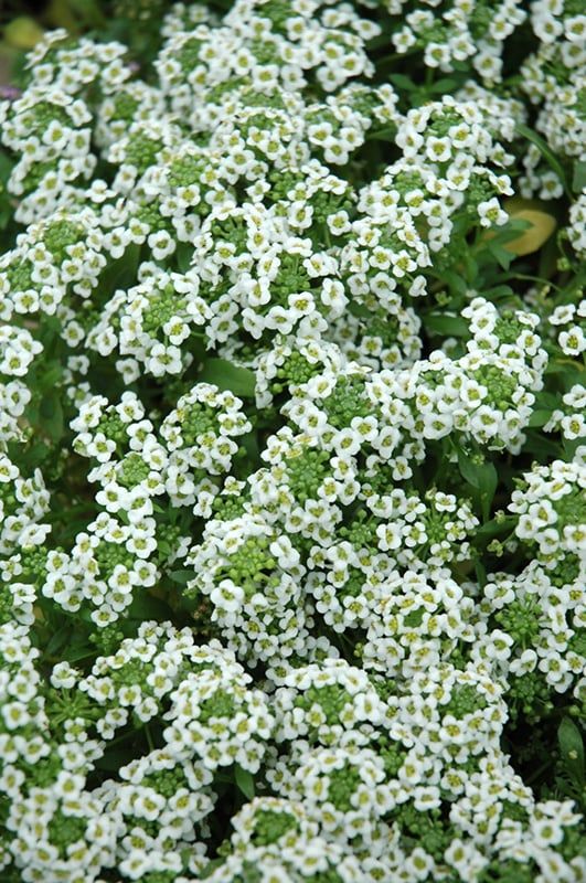 Alyssum Crystal Clear Mix (6 Pack Regular)