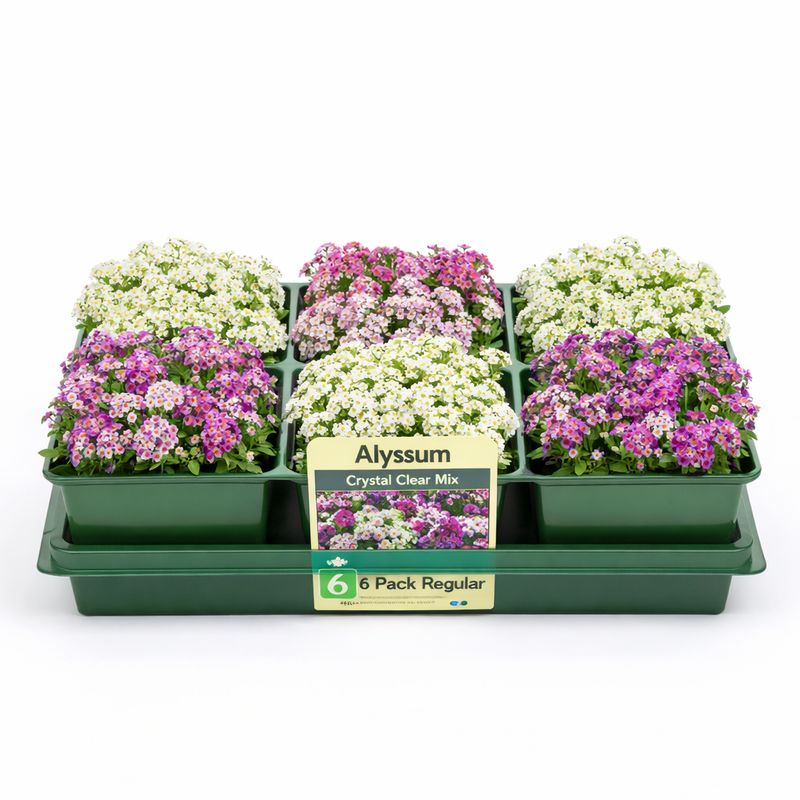 Alyssum Crystal Clear Mix (6 Pack Regular)