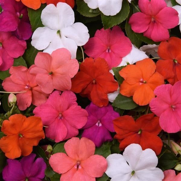 Impatiens - Beacon Formula Mix (6 Pack Regular)