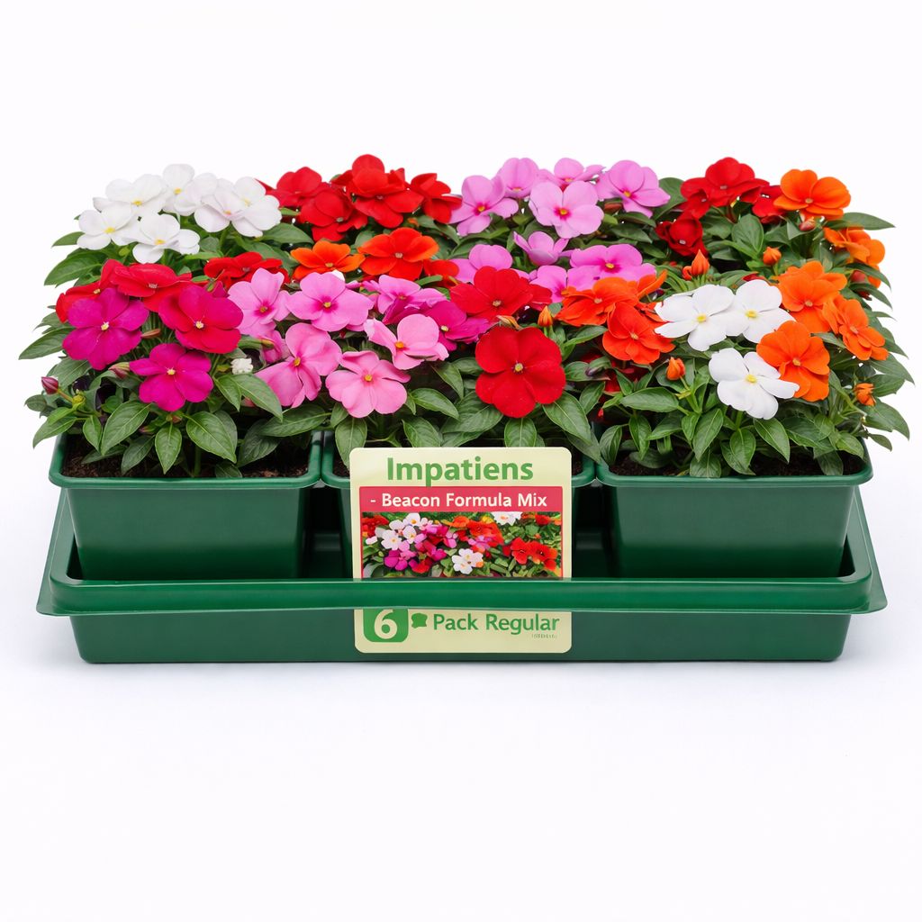 Impatiens - Beacon Formula Mix (6 Pack Regular)