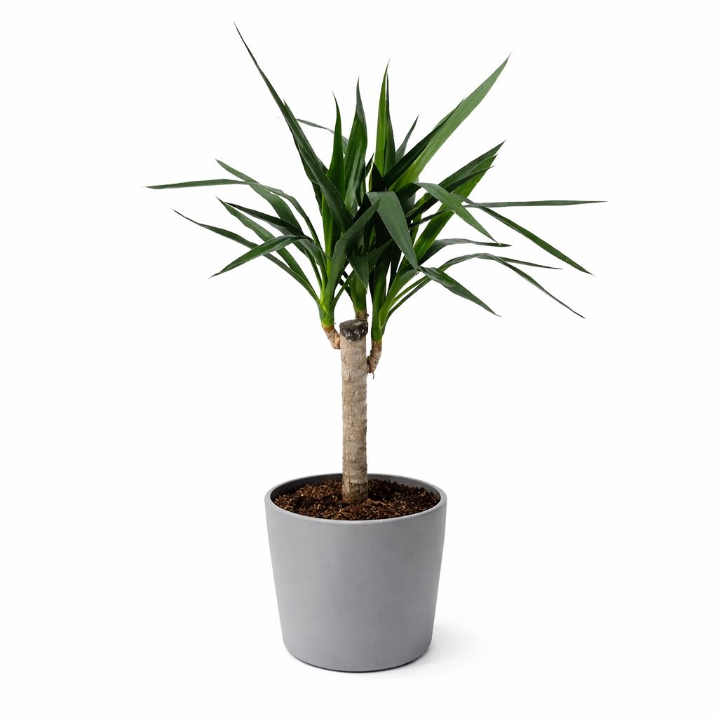 Yucca Cane - 10"