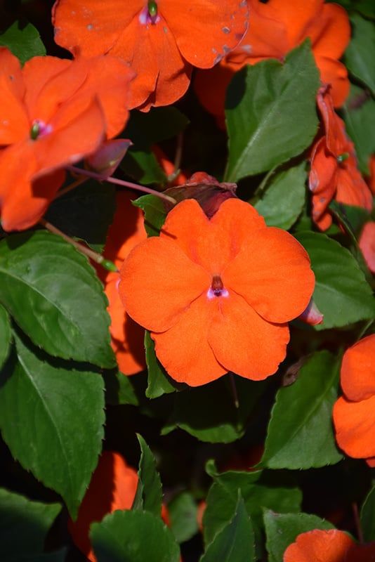 Impatiens - Beacon Orange (6 Pack Regular)