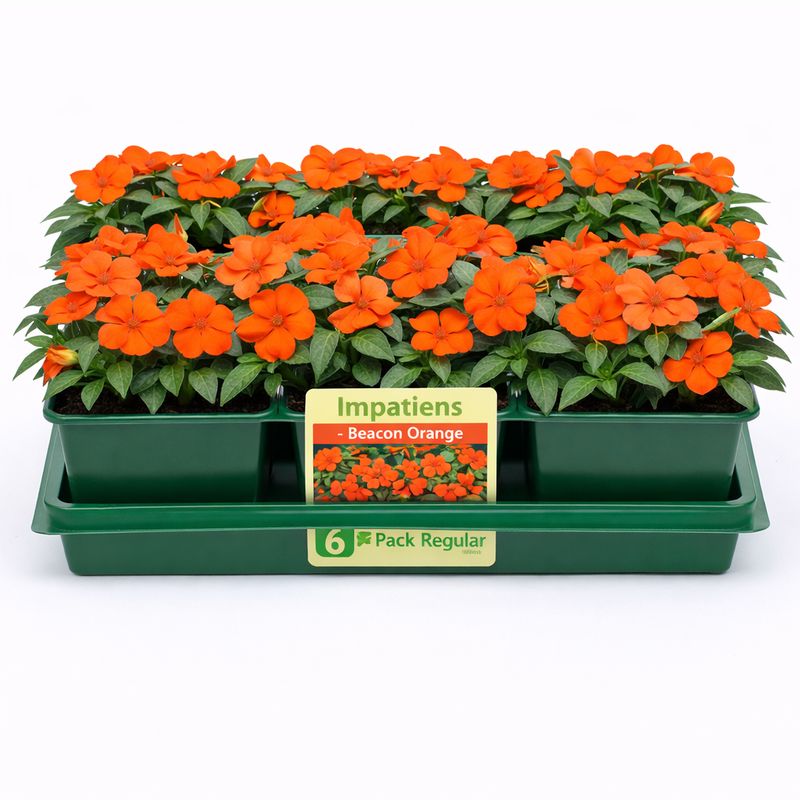 Impatiens - Beacon Orange (6 Pack Regular)