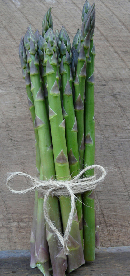 Asparagus 1 Gallon - Equinox