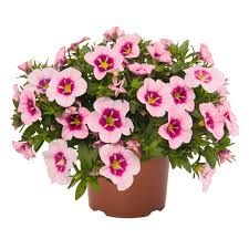 Calibrachoa - Bloomtastic Rose Quartz