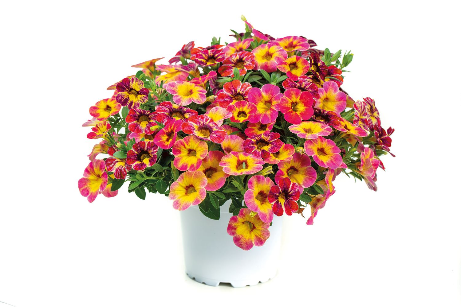 Calibrachoa - Chameleon Tart Deco
