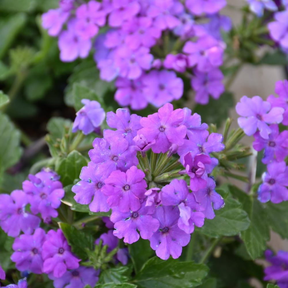 Verbena - Firehouse Grape