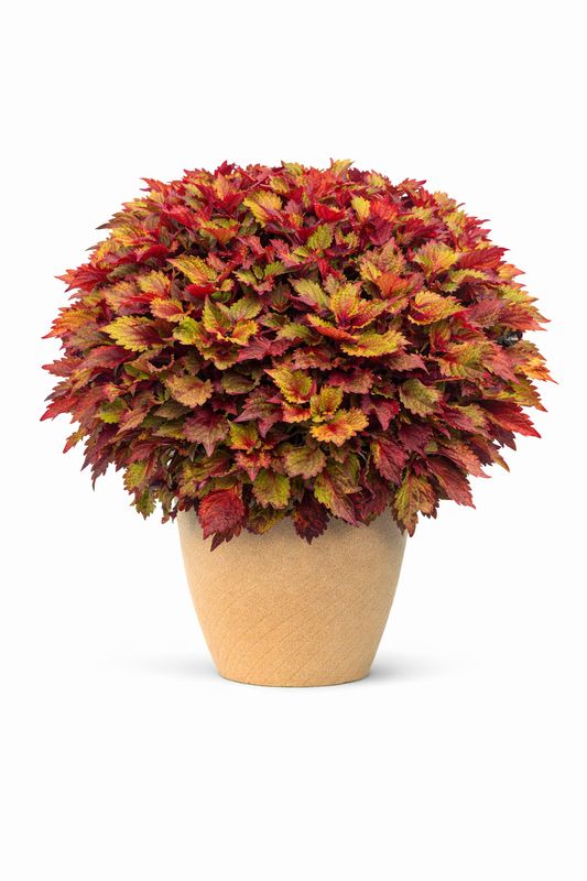 Coleus - Indian Summer