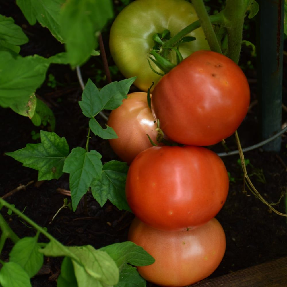 Tomato - Big Beef Plus