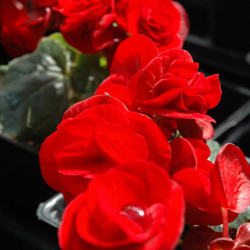 Begonia - Sun Solenia Velvet Red