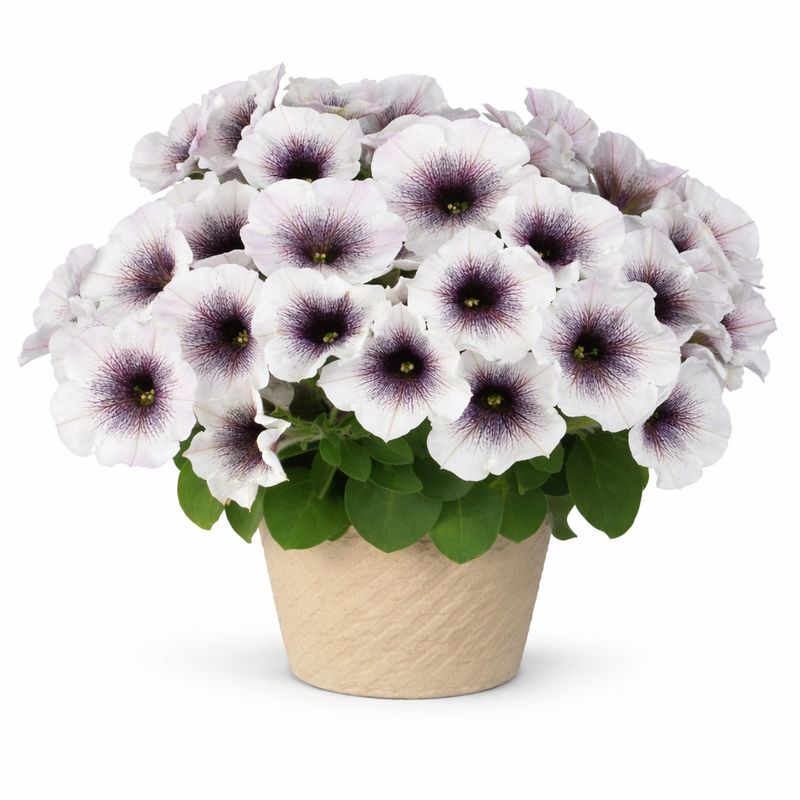 Petunia - Crazytunia Black and White