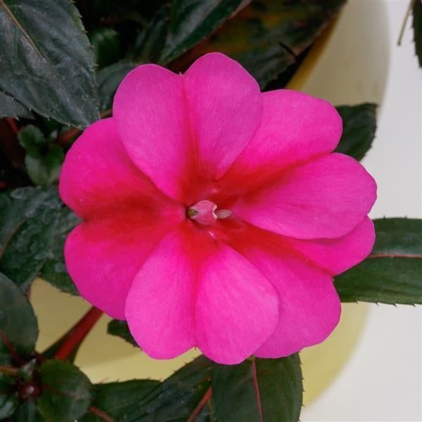 Impatiens - Sun Hybrid SunPatiens Compact Purple Candy