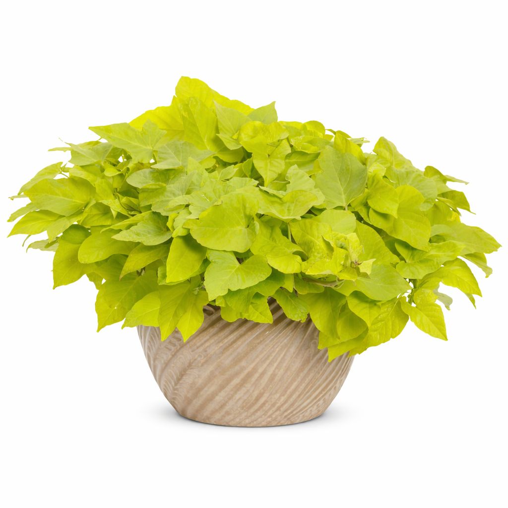 Ipomoea Sweet Potato Vine - Marguerite (Lime)