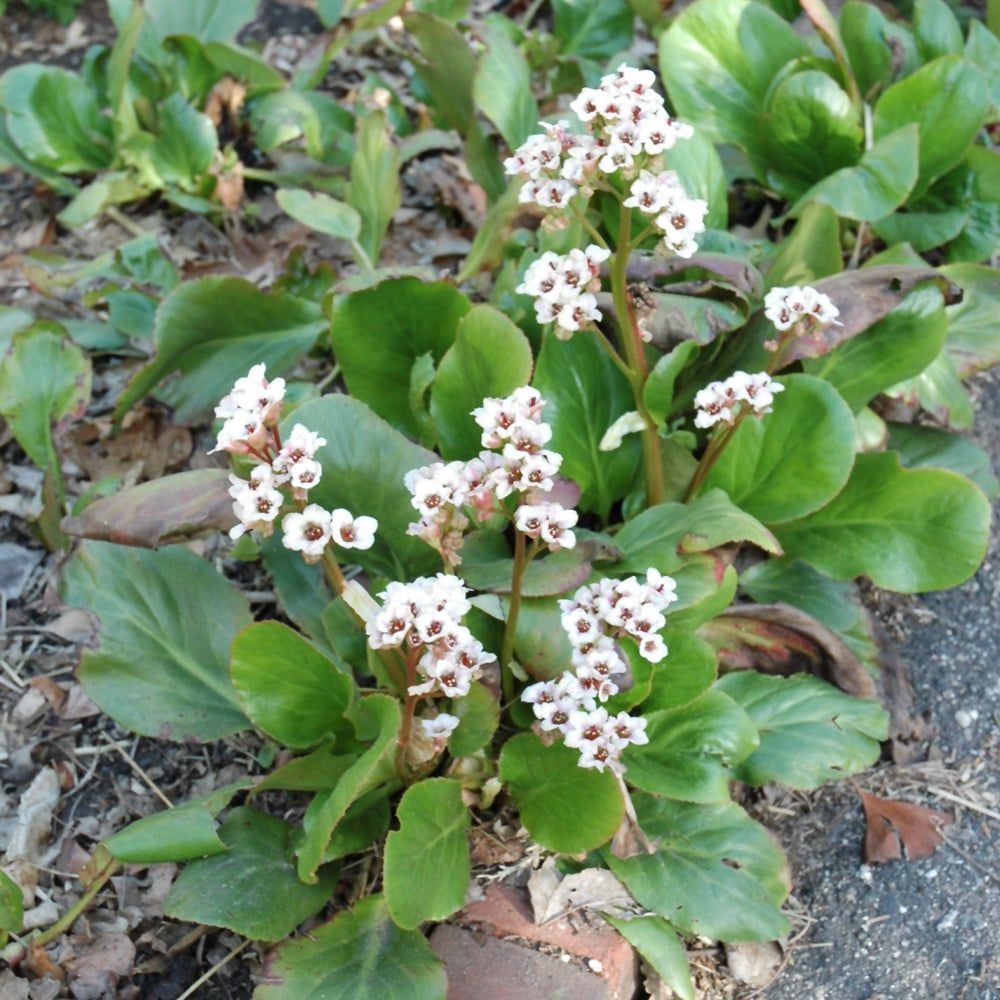 Bergenia - Bressingham White