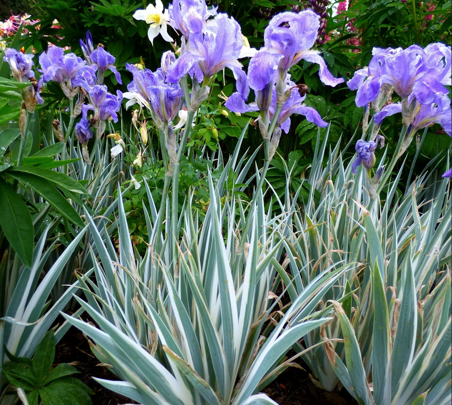 Iris Pallida - White