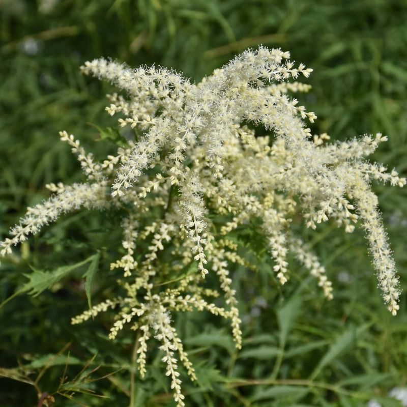 Aruncus Dioicus (Goat's Beard) - Kneiffi