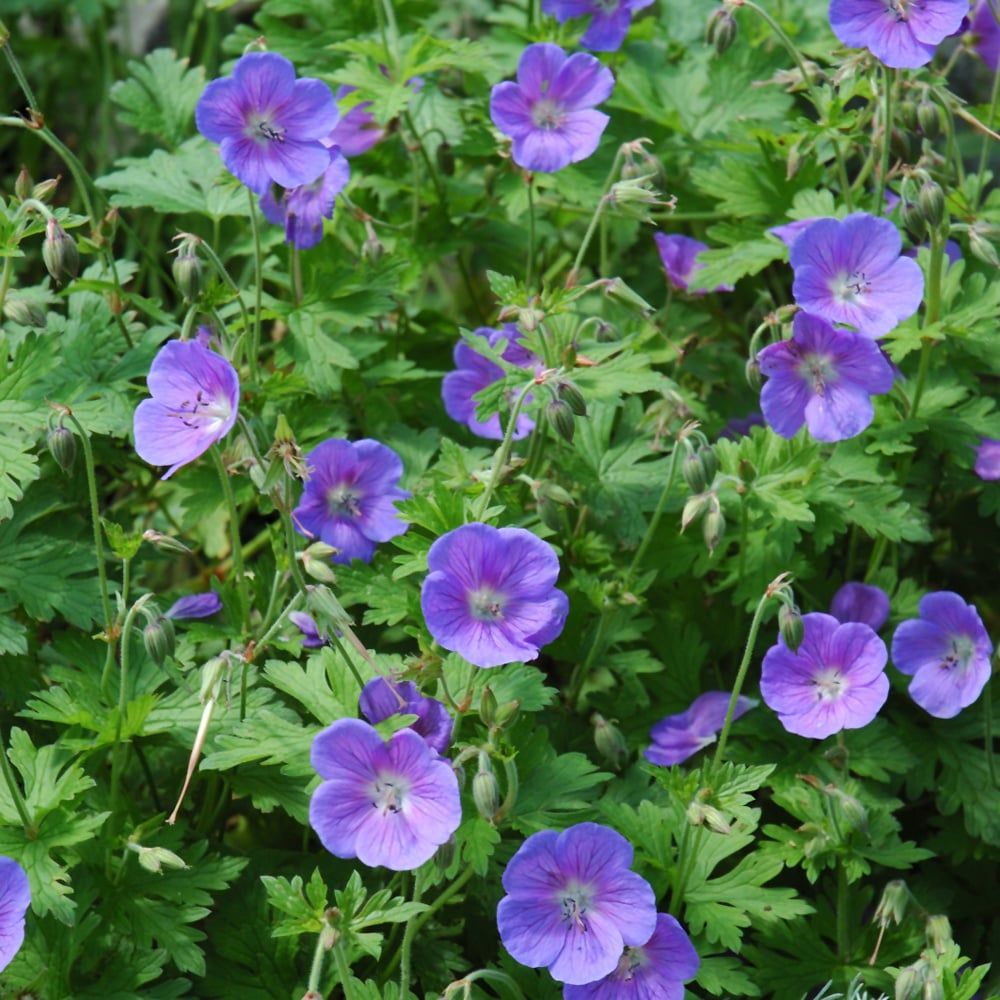 Geranium - Johnsons Blue Geranium - Johnsons Blue