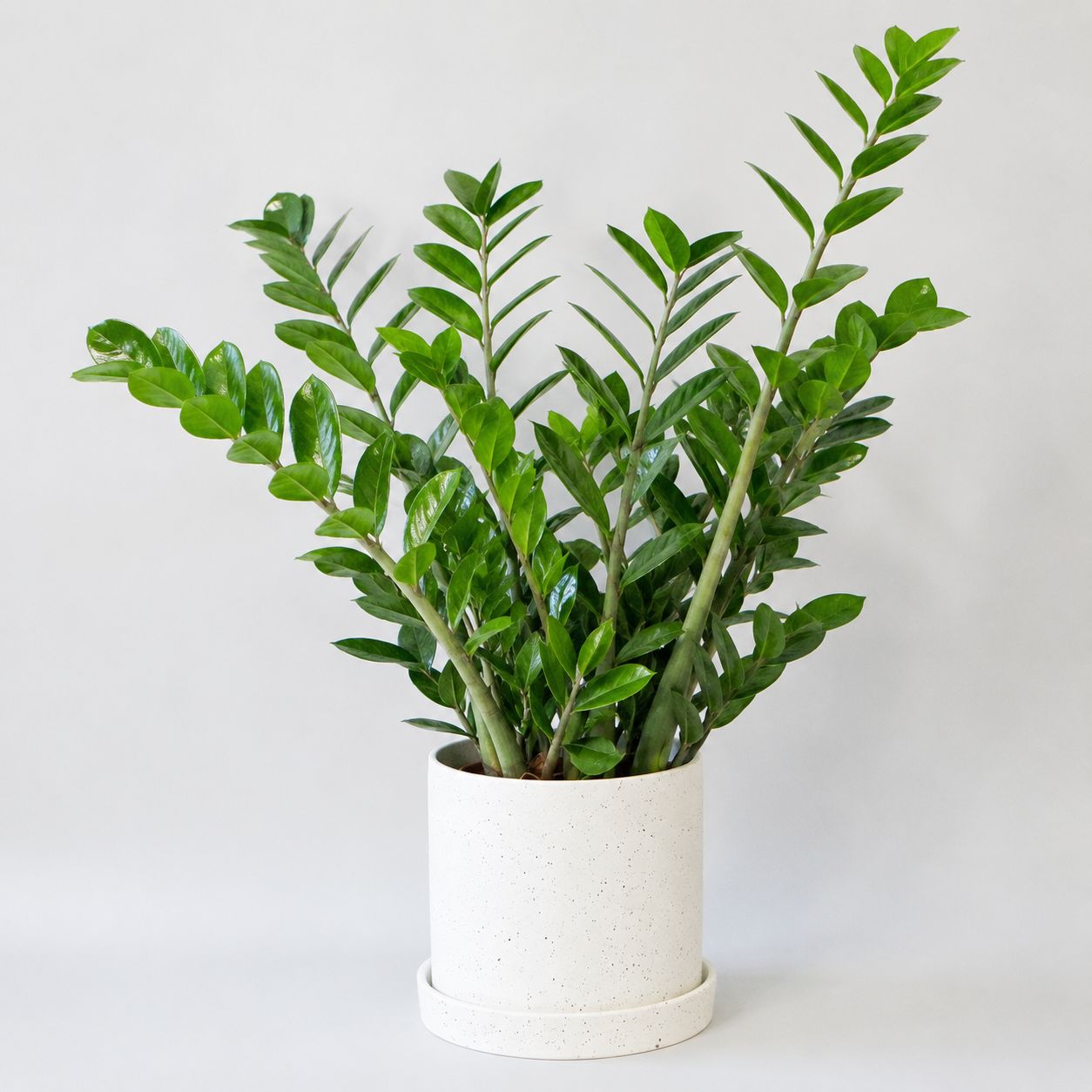 ZZ Plant - 10"