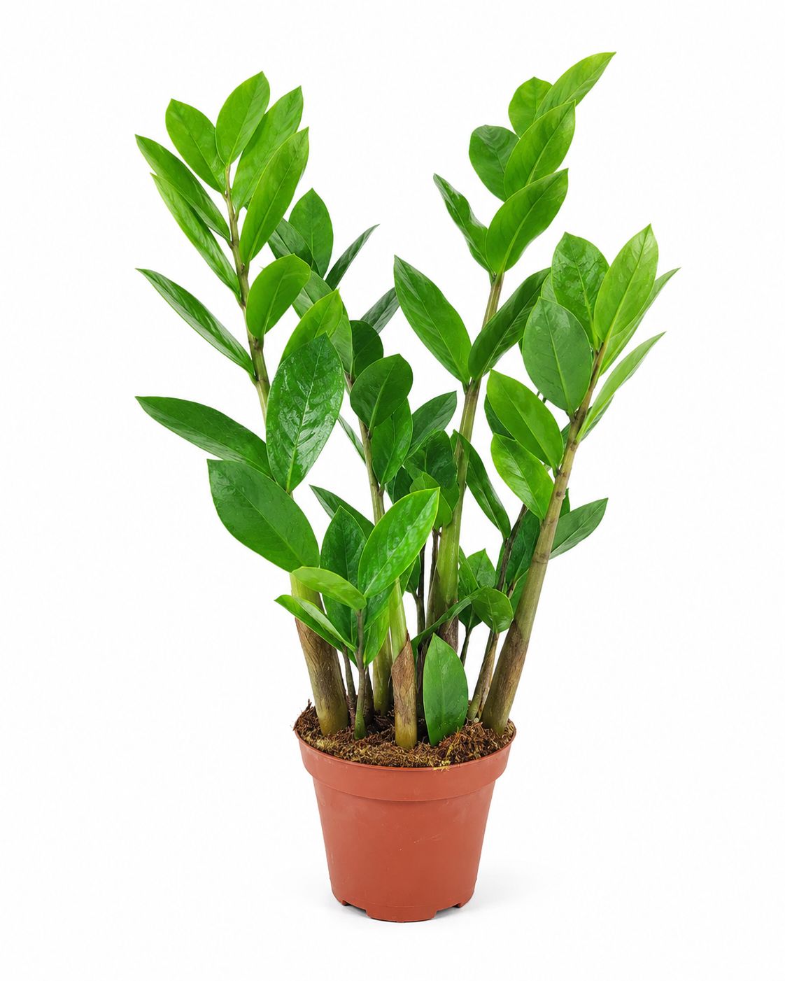 ZZ Plant - 4"