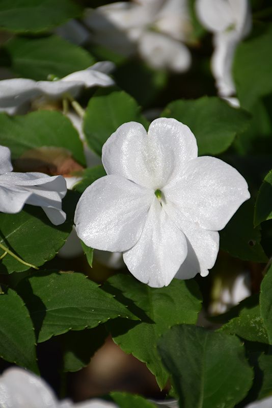 Impatiens - Beacon White (6 Pack Regular)