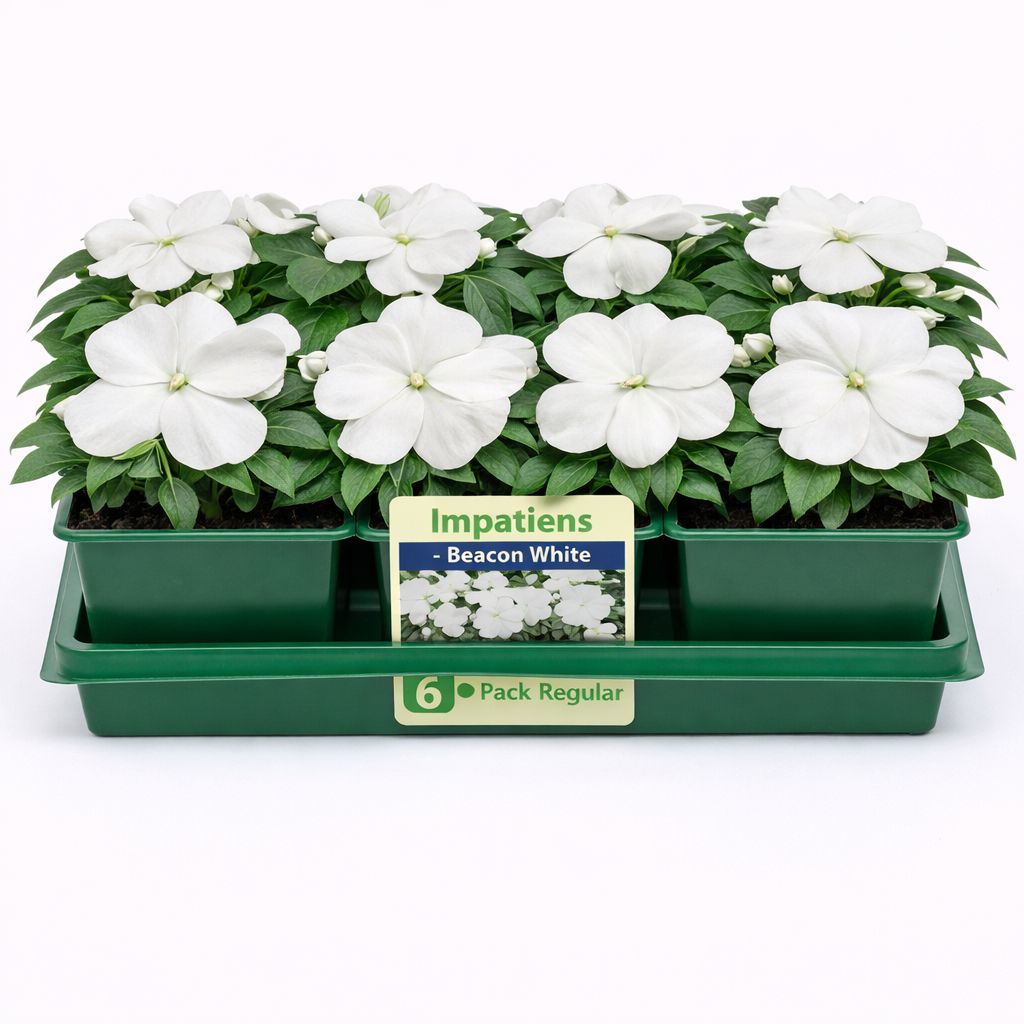 Impatiens - Beacon White (6 Pack Regular)