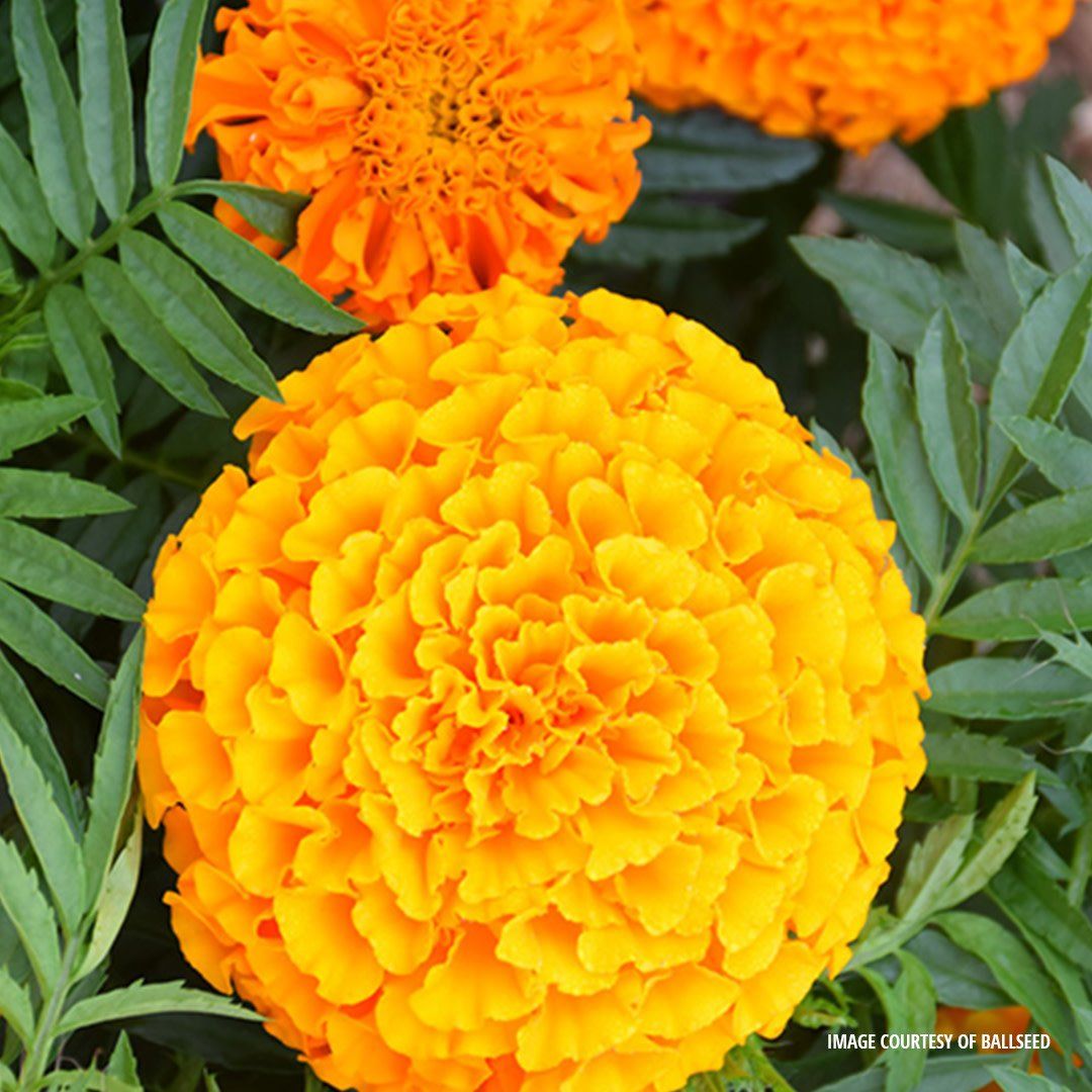 Marigold - African Taishan Mix (6 Pack Regular)