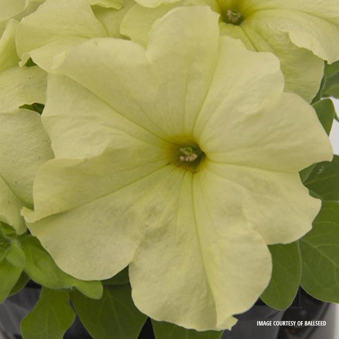 Petunia - Pretty Grand Mello Yellow (6 Pack Regular)