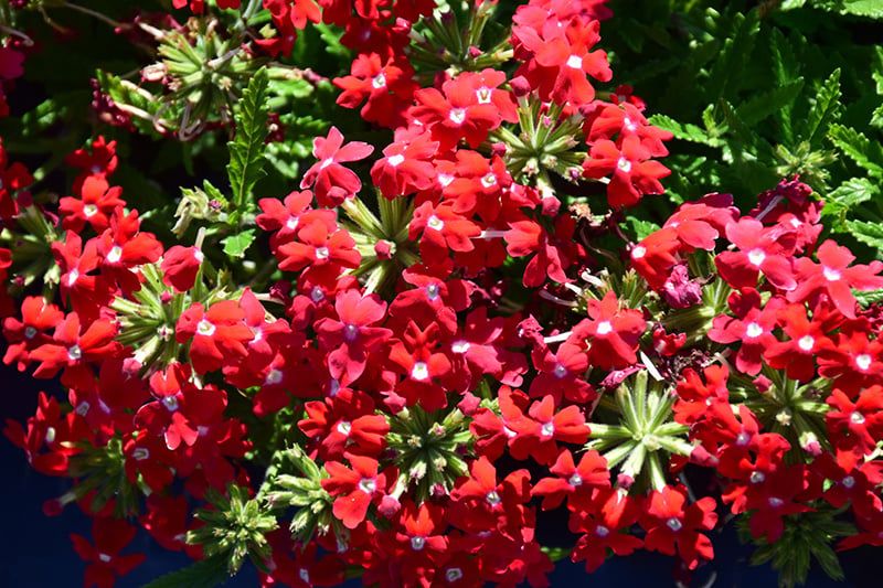 Verbena - Obsession Red Eye (6 Pack Regular)
