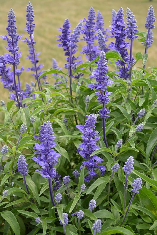 Salvia - Far Victoria Blue (6 Pack Regular)