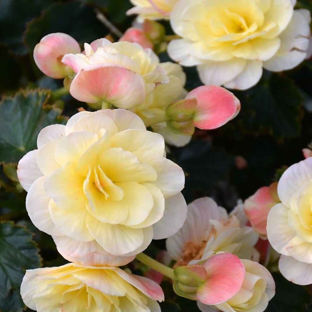 Begonia - Sun Solenia Yellow