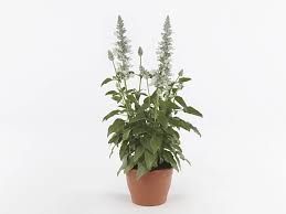 Salvia - Sallyfun Snowhite