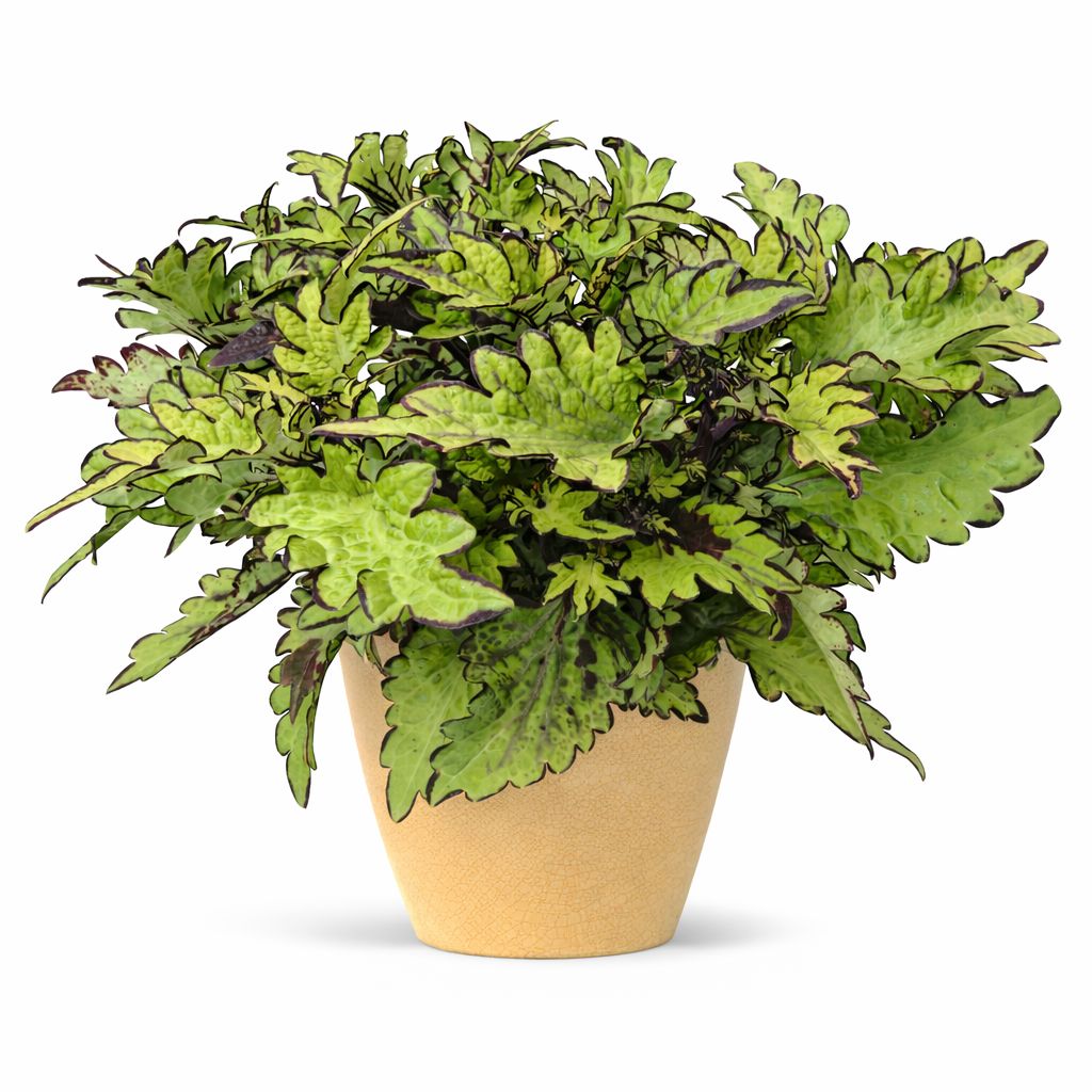 Coleus - Main Street Rodeo Drive