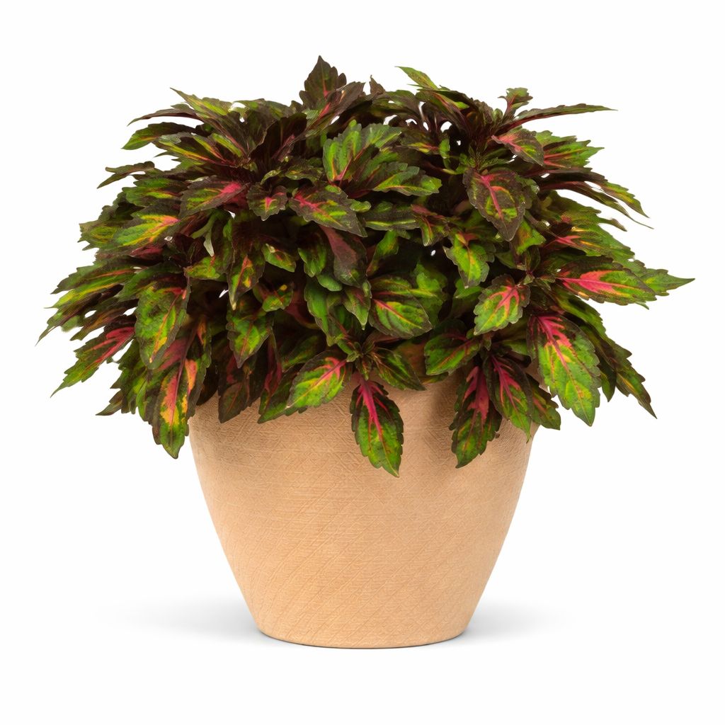 Coleus - Special Effects