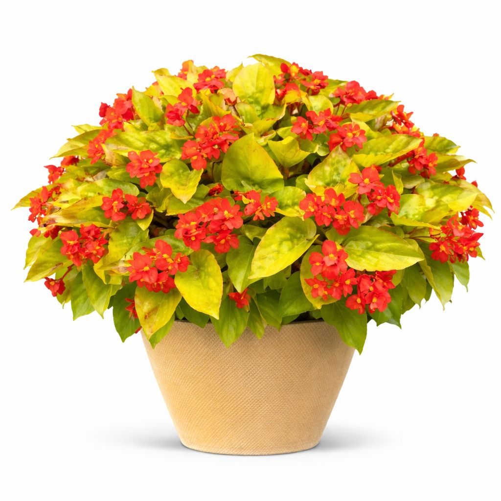 Begonia Dragon Wing - Canary Yellow