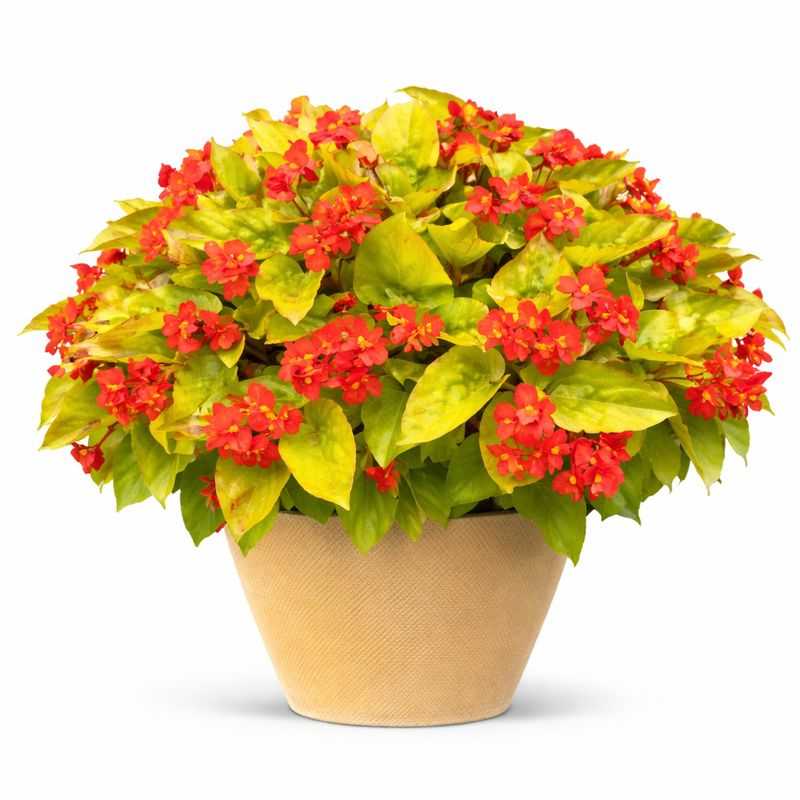 Begonia Dragon Wing - Canary Yellow Begonia Dragon Wing - Canary Yellow