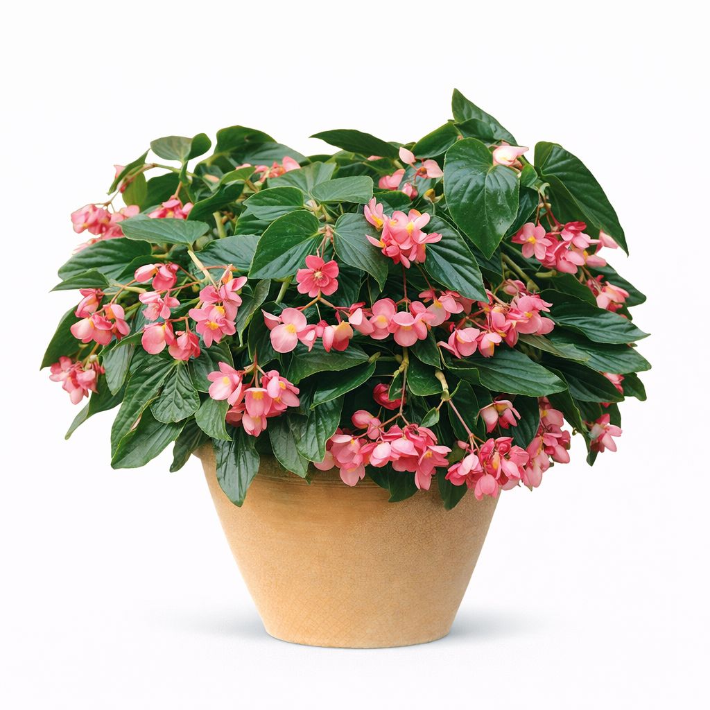 Begonia Dragon Wing - Pink