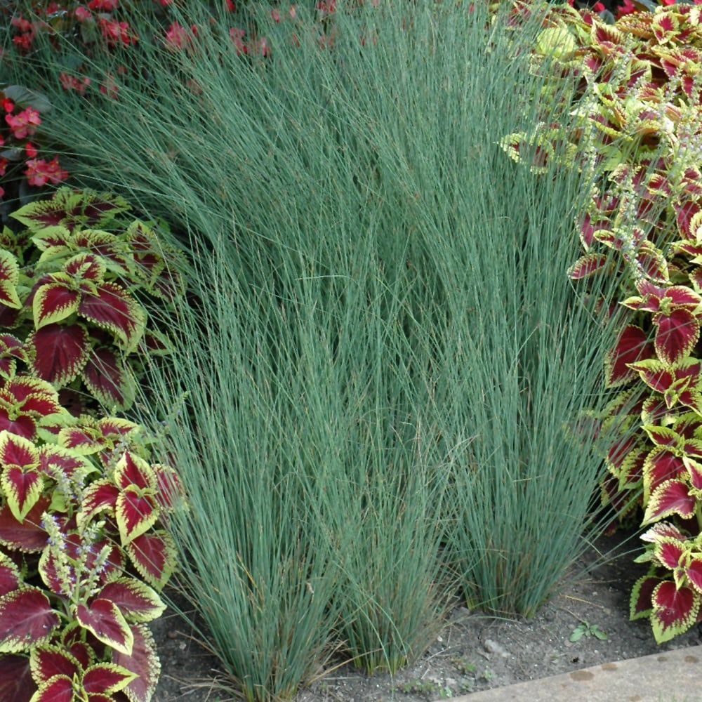 Grass Ornamental - Juncus Blue Arrows