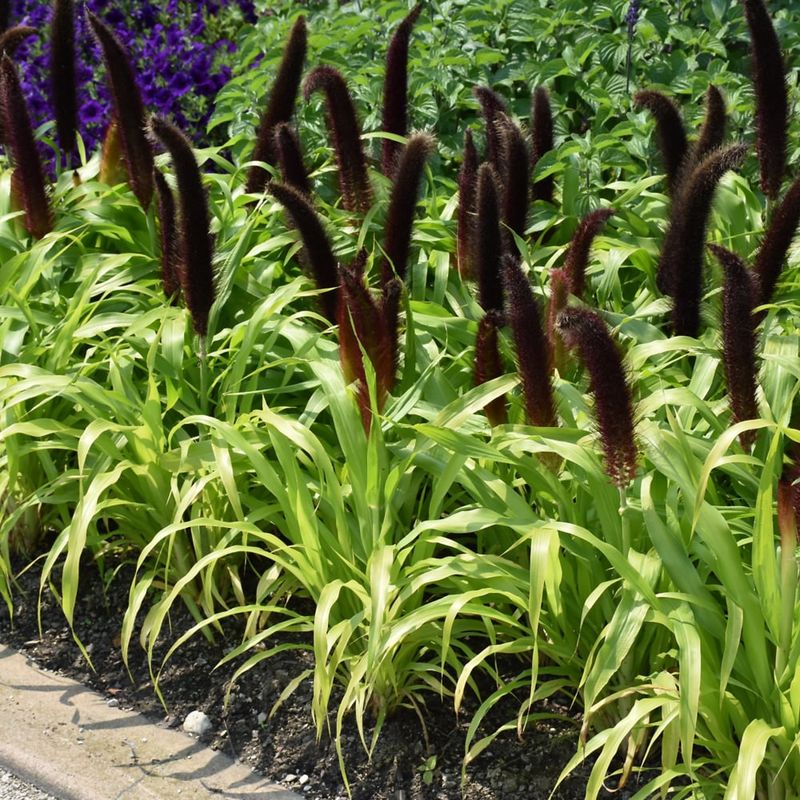 Grass Ornamental - Millet Jade Princess