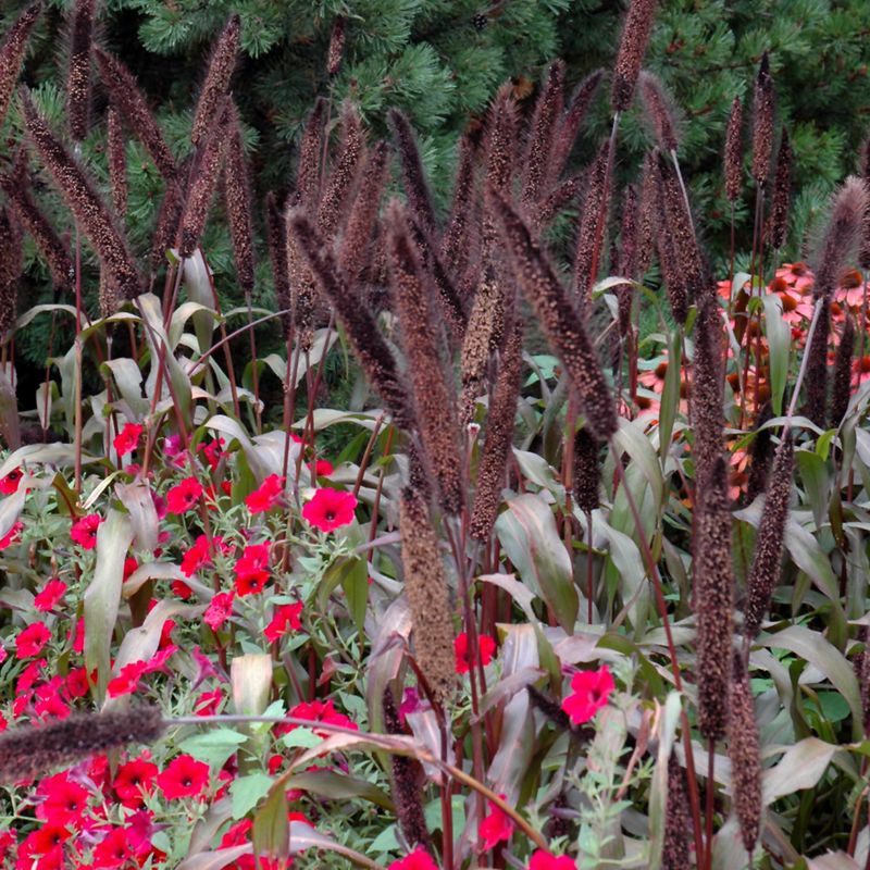 Grass Ornamental - Millet Purple Baron