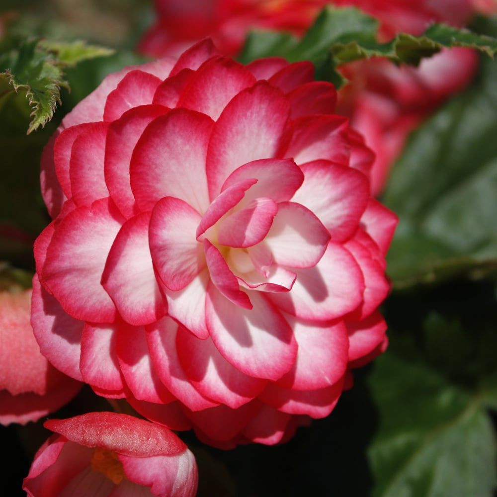 Begonia - Nonstop Hanging Joy Rose Picotee