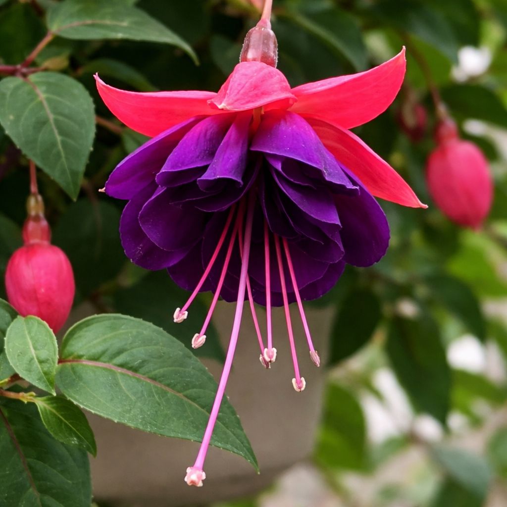 Fuchsia - Dark Eyes trailing