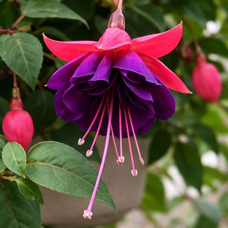 Fuchsia - Dark Eyes trailing
